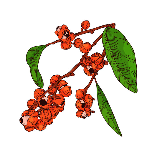 arbuste Guarana